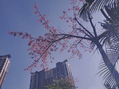 -洋洋冰粉