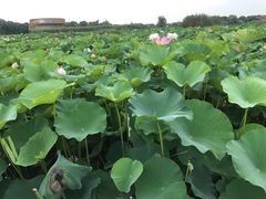-荷塘月色湿地公园·向阳花洲
