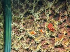 -北戴河圣蓝海洋公园