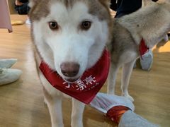 -Husky Go! 哈士奇体验馆·宠物咖啡厅狗咖