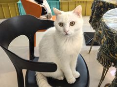 -平行世界·猫咖(首经贸店)