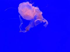 -上海海洋水族馆