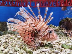 -太平洋海底世界