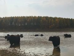 -塞罕坝国家级自然保护区