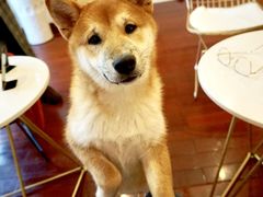 -喜柴咖啡·柴犬狗咖
