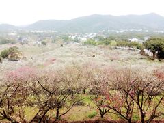 -香雪海