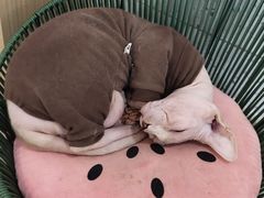 -喵园·猫主题咖啡厅·撸猫·猫咖(国贸店)