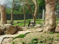 -都江堰中华大熊猫苑