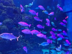 -芜湖新华联大白鲸海洋公园