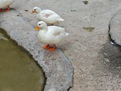 -保定市动物园