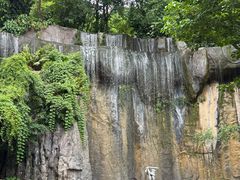 -西双版纳原始森林公园