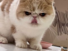 -滚猫咖啡·猫咖·猫友好撸猫(未来城店)
