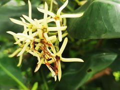 -华侨城湿地公园