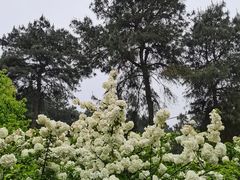 -铁山坪森林公园