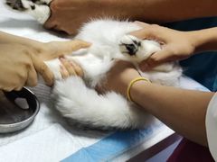 -宠颐生动物医院·心脏科·保险定点(锦阳分院)