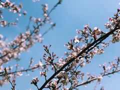 -樱花山风景区