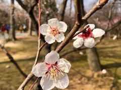 -梅花山(明孝陵内)