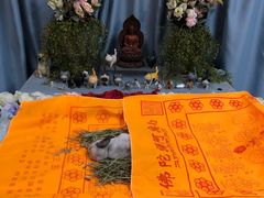 -彩虹桥宠物火化殡葬善终服务(金乐大厦店)