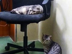 -康乐宝动物医院