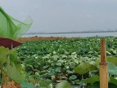 -七的湖·晚芳亭·阳澄湖农家菜·大闸蟹(莲花岛店)