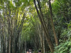 -黄埔油麻山森林公园