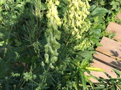 -白草畔自然风景区