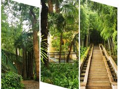 -大果情商(亲藤店)