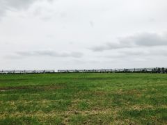 -盐城丹顶鹤湿地生态旅游区