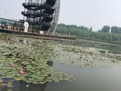 -微山湖红荷湿地景区
