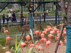 -武汉动物园