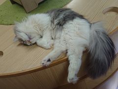 -猫和宫(六道口店)