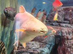 -上海海洋水族馆