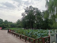 -莲湖公园