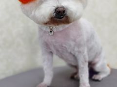 -乐琪宠物(青塔西路店)