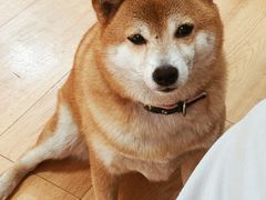 -是阿柴呀！柴犬咖啡·爱喵喵猫咖