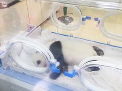 -中国大熊猫保护研究中心雅安碧峰峡基地