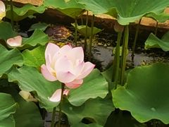 -滕州微山湖红荷湿地景区