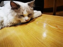 -滚猫咖啡·猫咖·猫友好撸猫(未来城店)