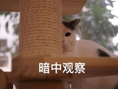 -是阿柴呀！柴犬咖啡·爱喵喵猫咖