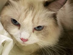 -瑞鹏宠物医院·骨科·猫科·内科(第一中心)