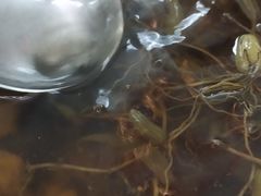 石橄榄汤-莲华素食府