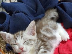 -1013 PET SHOP 宠物商店(近铁城市广场店)