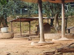 -泉州海丝野生动物世界