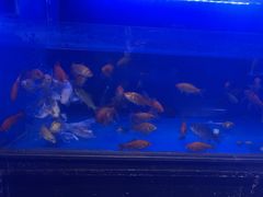 -王家渡火锅店(亦庄店)