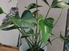 -香山湖渔家大院