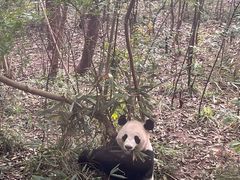 景点-成都大熊猫繁育研究基地