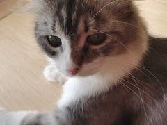 -瞄一喵猫咖(格力海岸店)