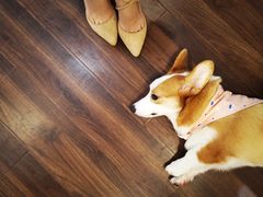 -柯斗斗主题餐厅·狗咖·围炉煮茶·茶饮(国瑞升平里店)