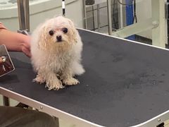 -Pets First伊珊娜洗护·精致美容·家庭式寄养(新会路店)