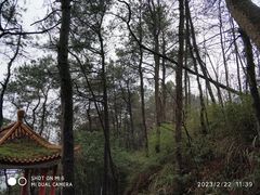 -铁山坪森林公园